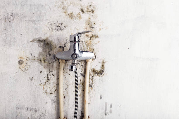 Best DIY Mold Remediation Support Services in Milton, WA