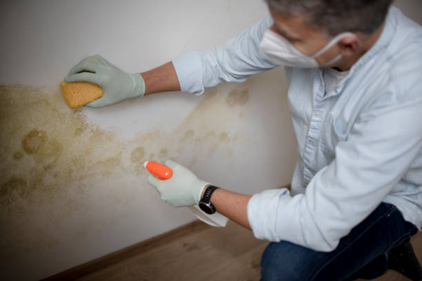 Professional Mold Remediation in Milton, WA