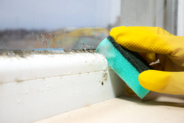 Best Localized Mold Remediation (e.g., coastal areas, humid climates) in Milton, WA