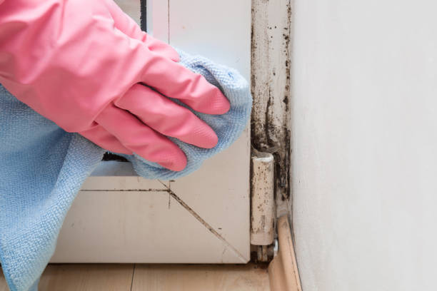 Best Bathroom Mold Remediation in Milton, WA