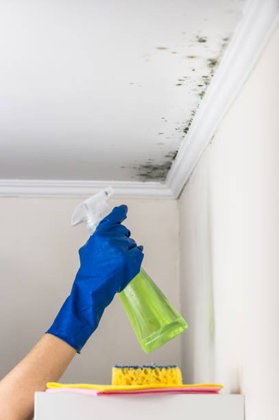 Best HVAC Mold Remediation in Milton, WA